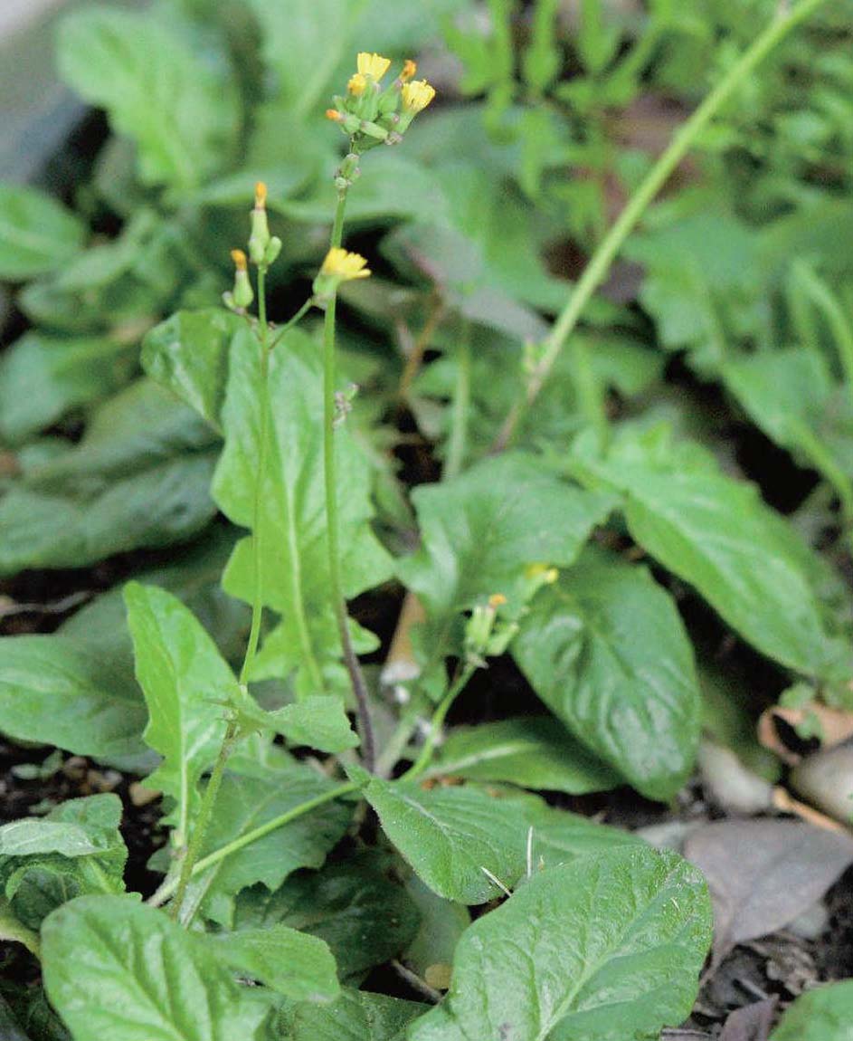 黄鹤菜